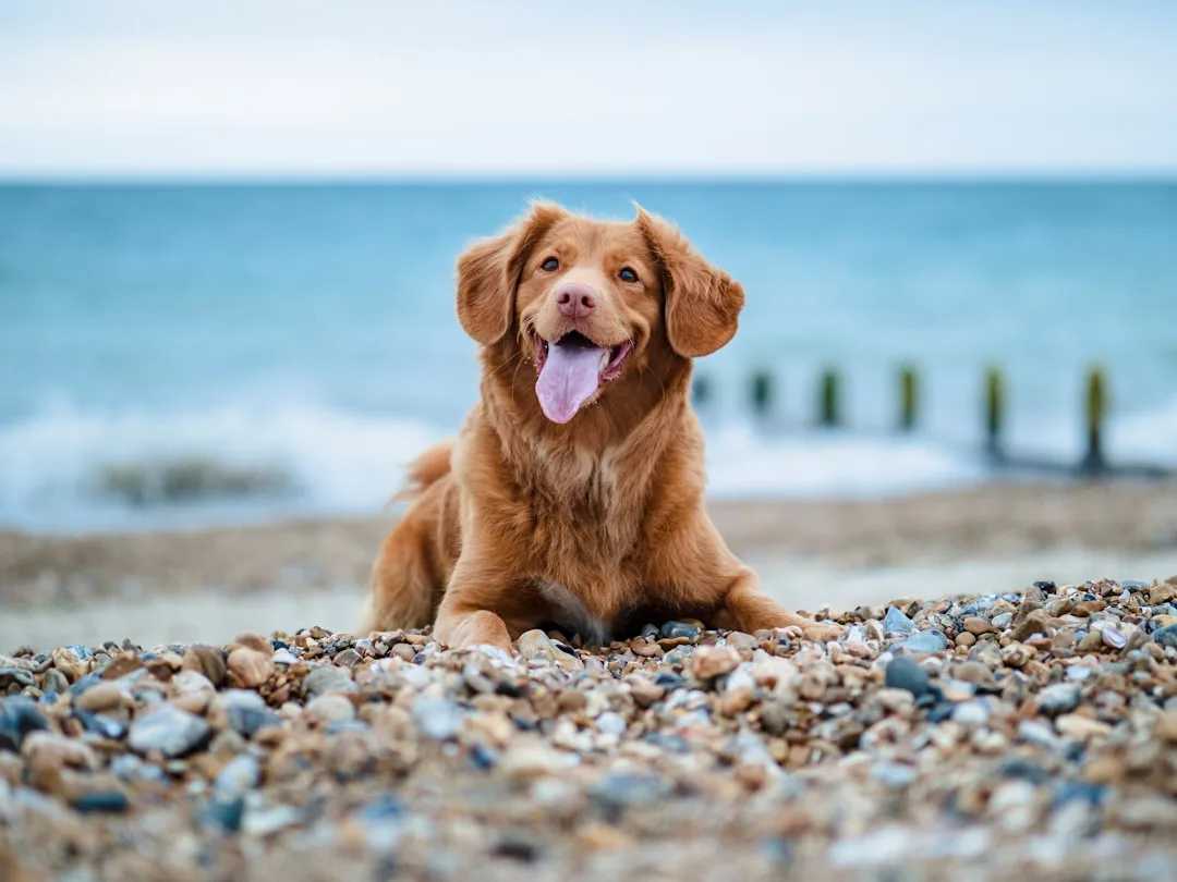 Glücklicher Golden Retriever liegt auf einem Kiesstrand mit dem Meer im Hintergrund